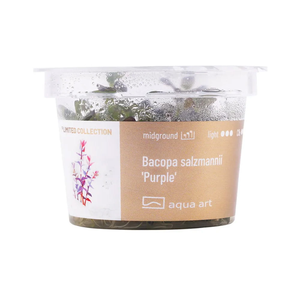 Bacopa salzmannii purlpe roślinka roślina do akwarium in vitro